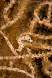 Hippocampus denise.  Wakatobi, SE Sulawesi.  Canon 40D, C... by Ross Gudgeon 